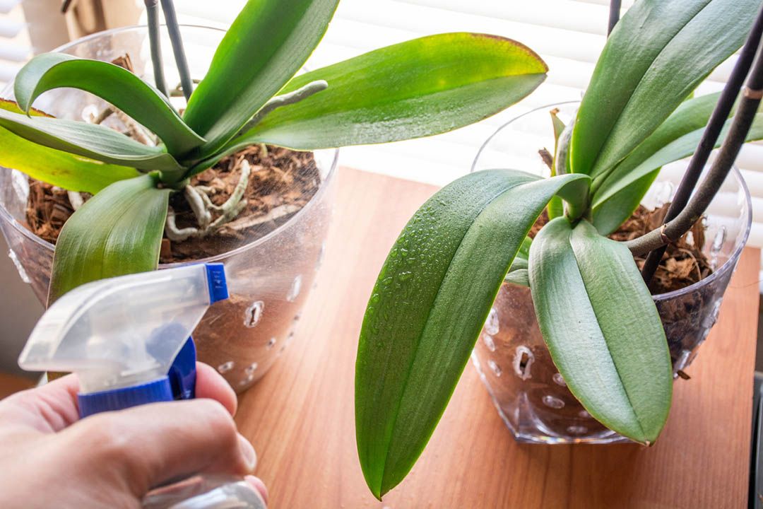 pulverizar agua phalaenopsis