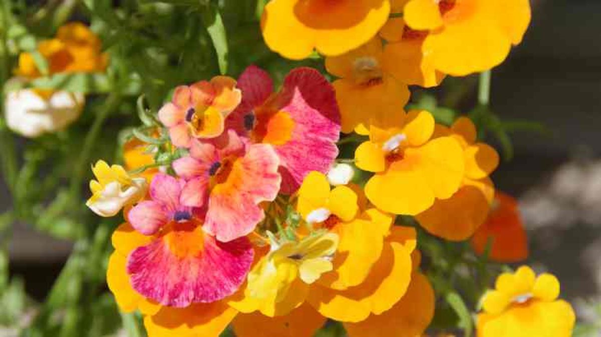 nemesia strumosa carnival