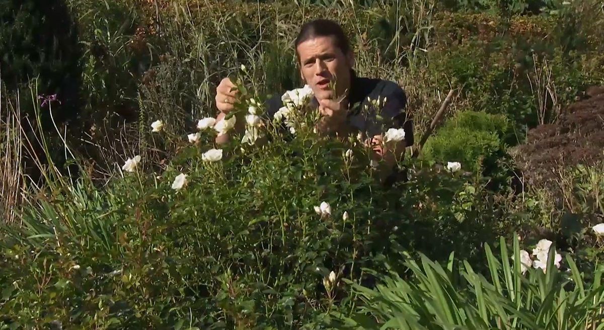 jardineria 759 rosa opalia paso 1