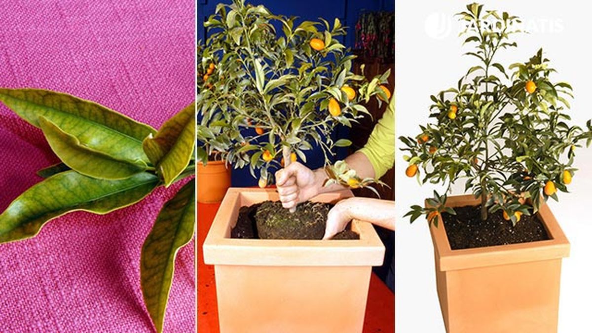 kumquat un citrico enano trasplante en contenedor 2 brico 330