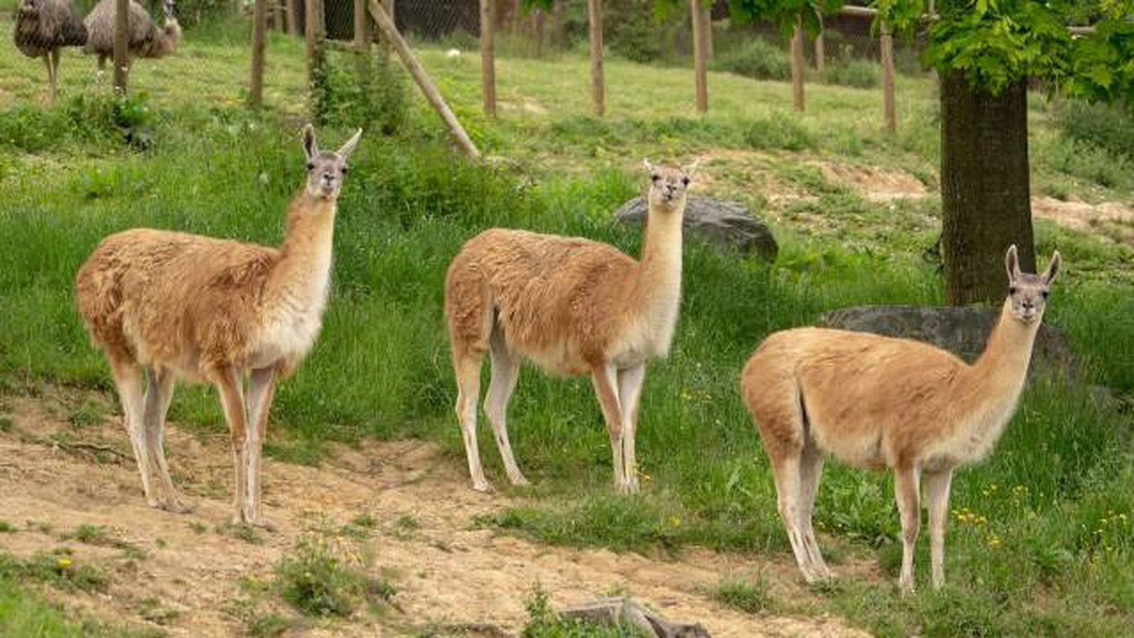animales karpin centro acogida fauna silvestre avestruz emu
