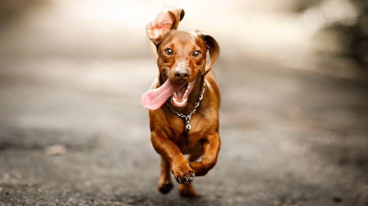 El perro salchicha o Teckel es uno de los perros pelirrojos más conocidos
