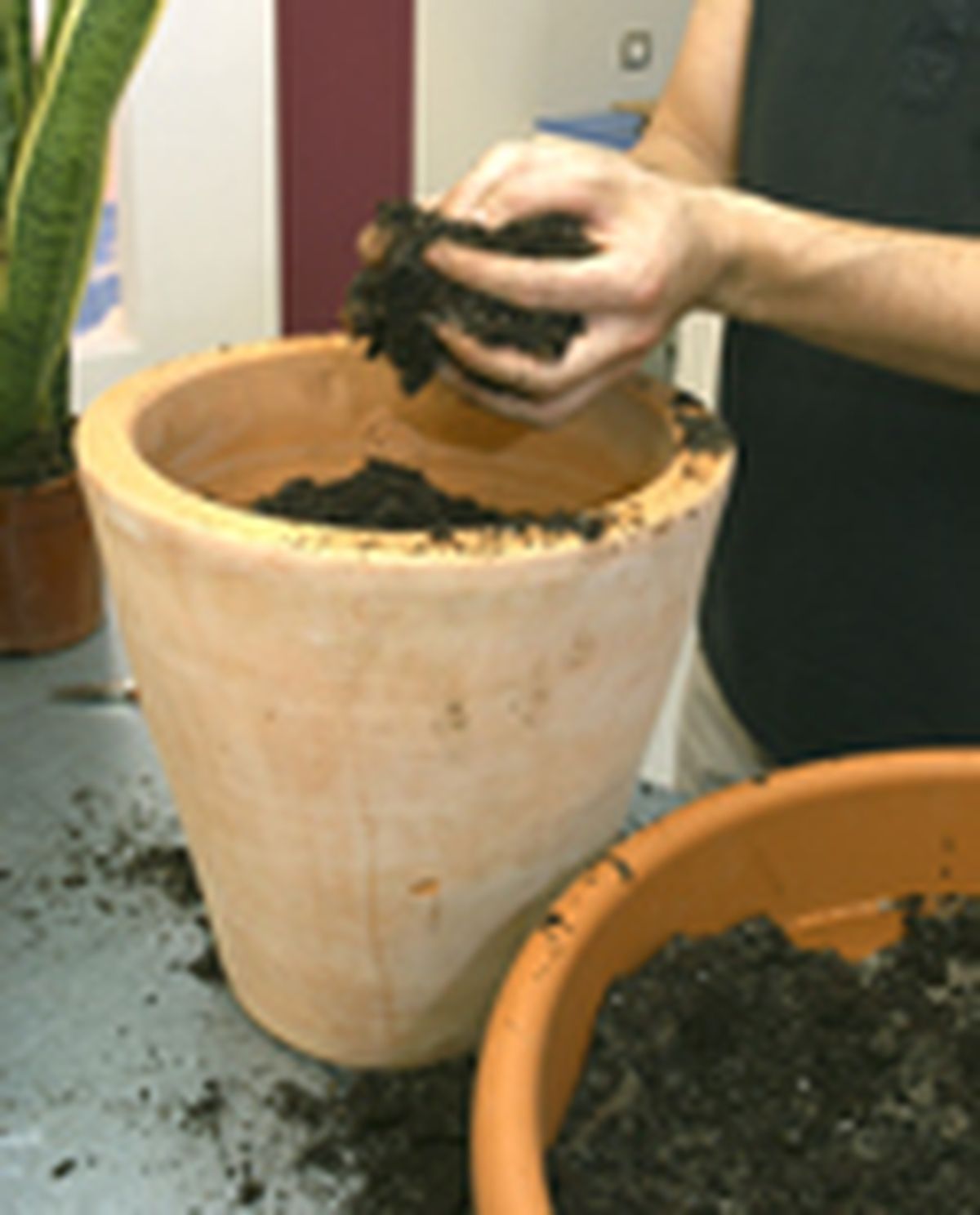 79505 sansevieria p03