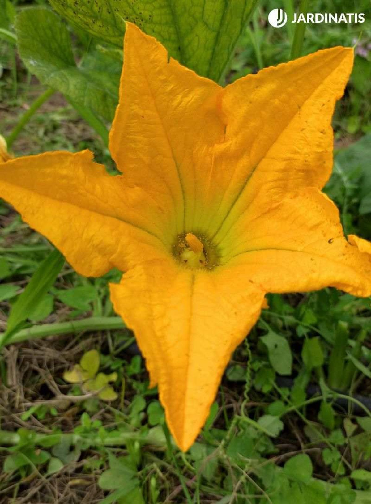 Flor macho de la calabaza Peter Pan
