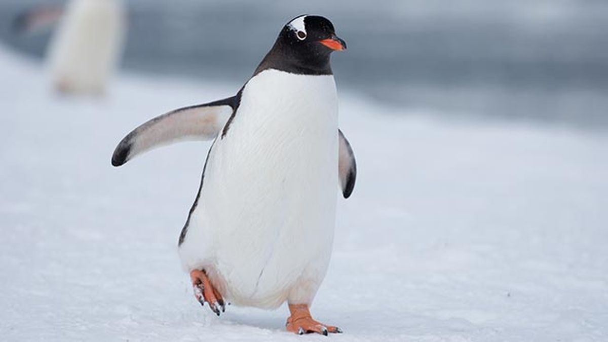 aspectos curiosos pinguinos 12