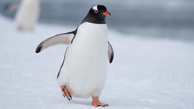 aspectos curiosos pinguinos 12