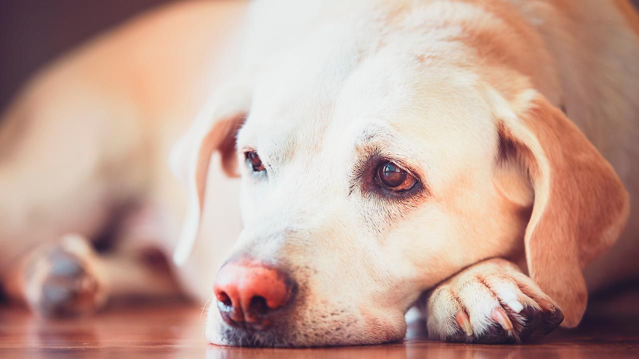 diabetes perros 5