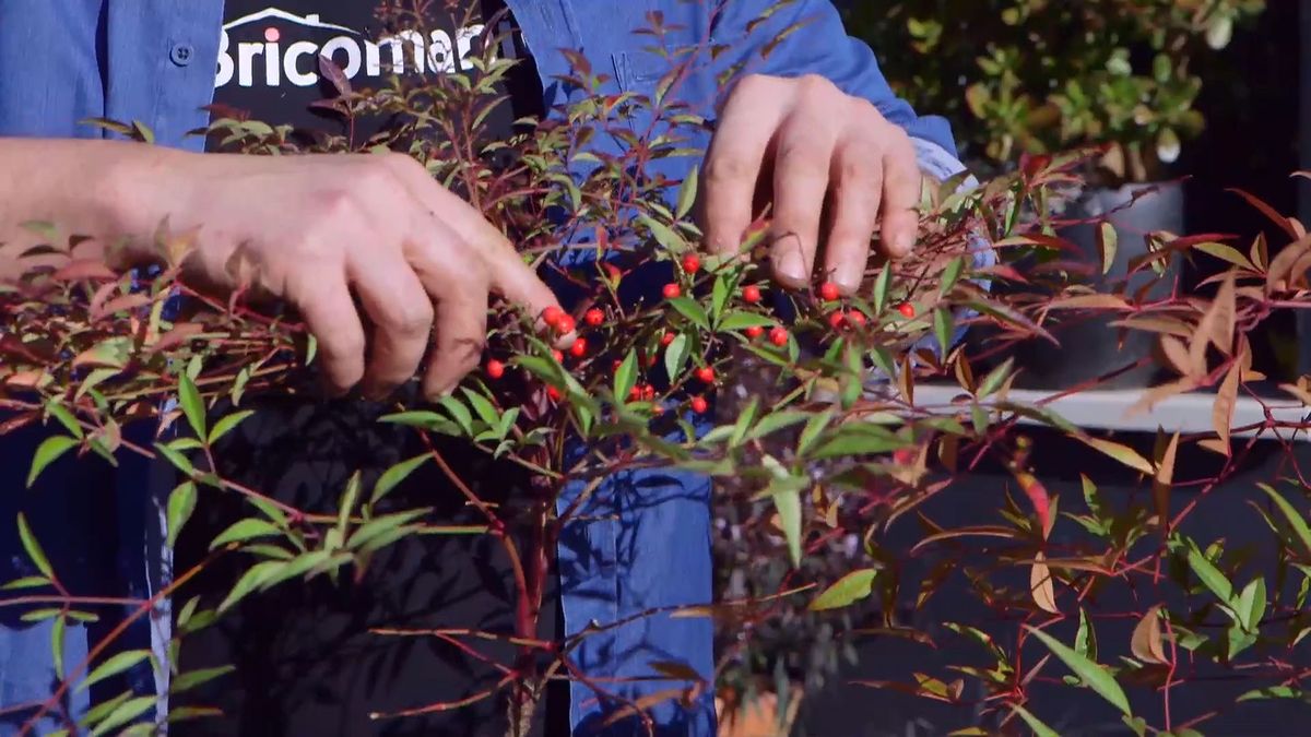 brico 937 3 variedades nandinas bambu sagrado frutos