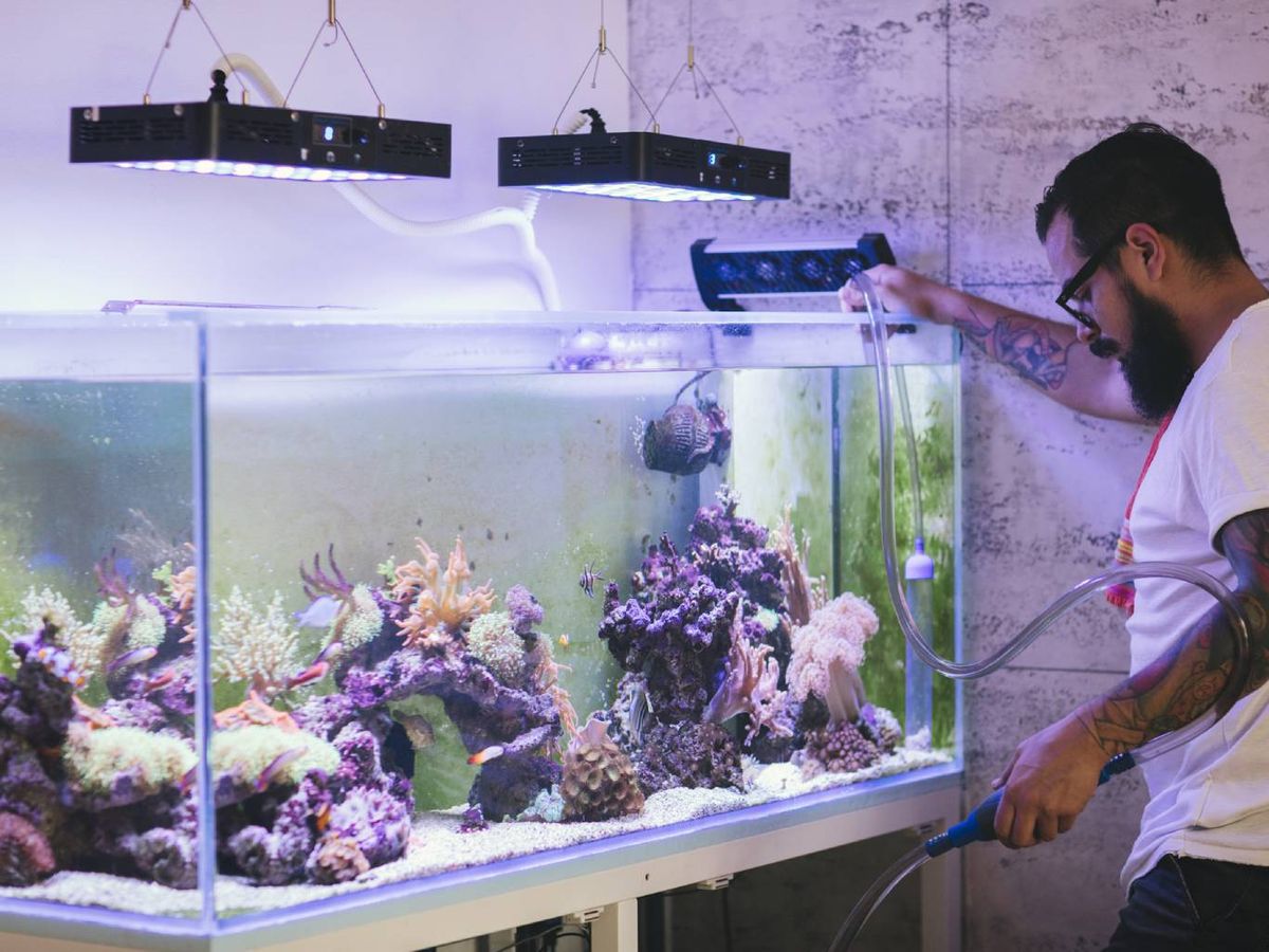 Es fundamental conocer las necesidades específicas de las especies que habitan tu acuario.