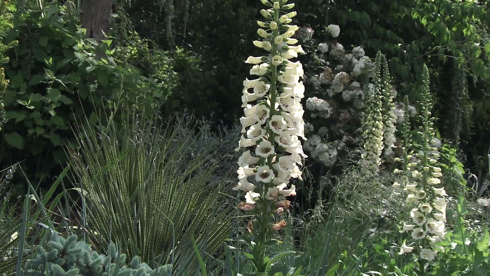 737 decogarden jardineria dedalera planta