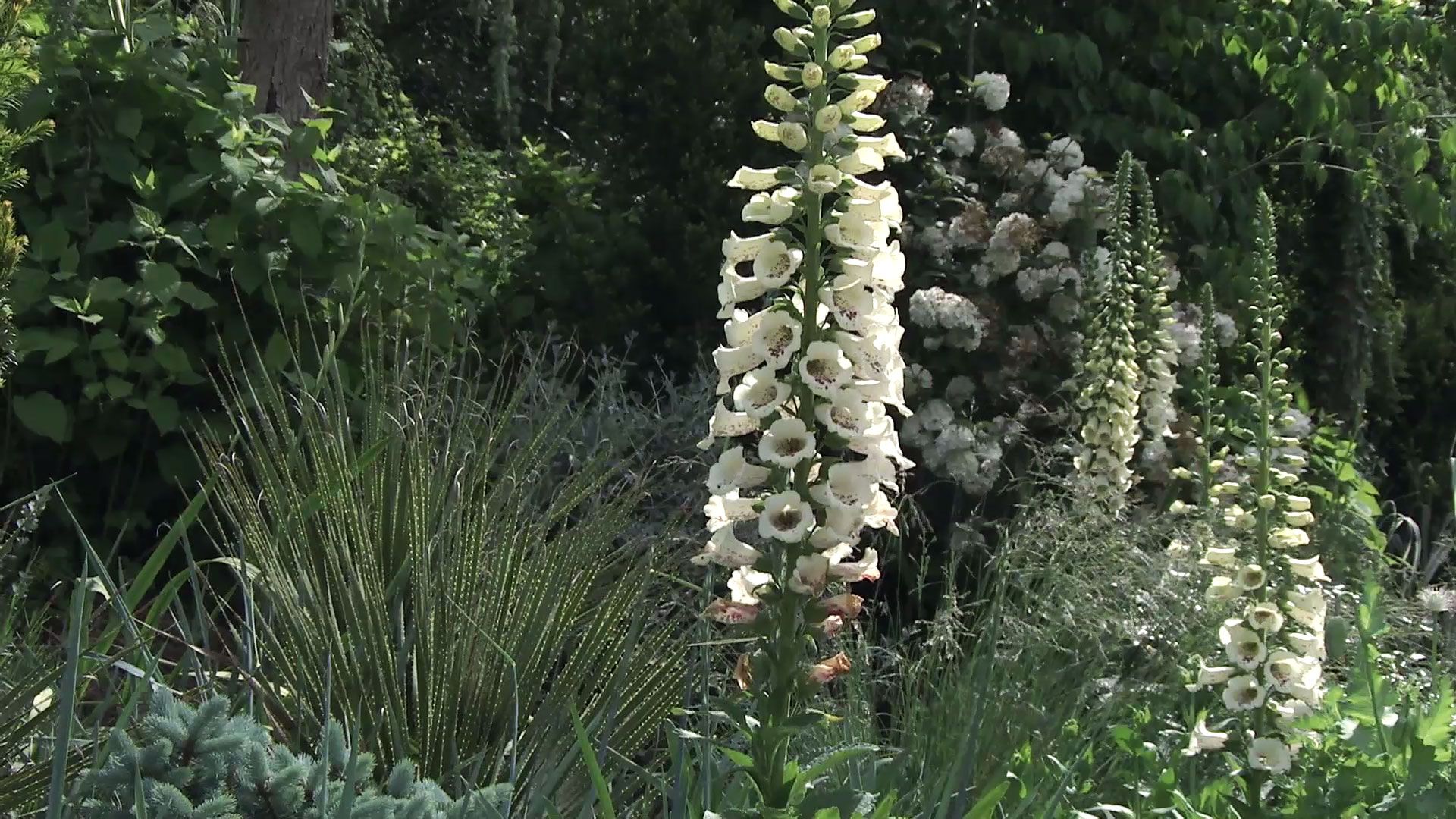 737 decogarden jardineria dedalera planta