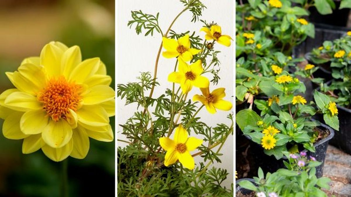 flores amarillas dalia bidens Sanvitalia