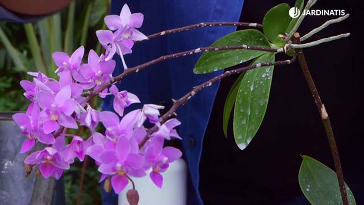 brico 935 3 tierra diatomeas eliminar plaga cochinilla orquideas