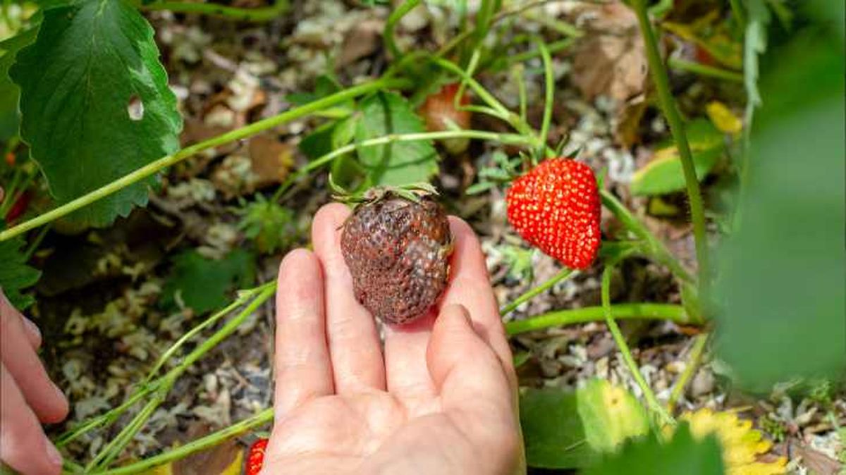 podredumbre gris planta fresa