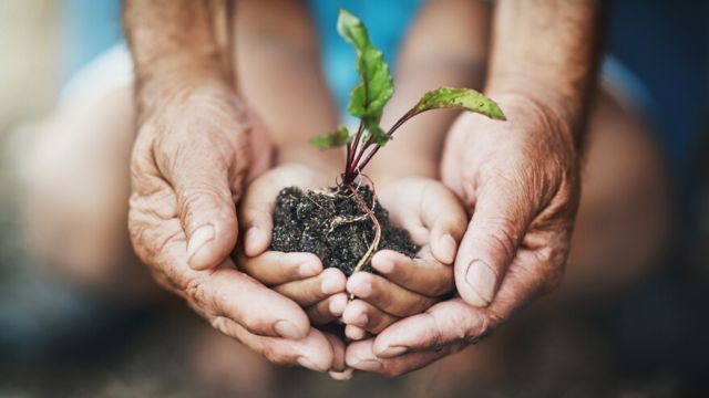 papel de las plantas en el ciclo de carbono