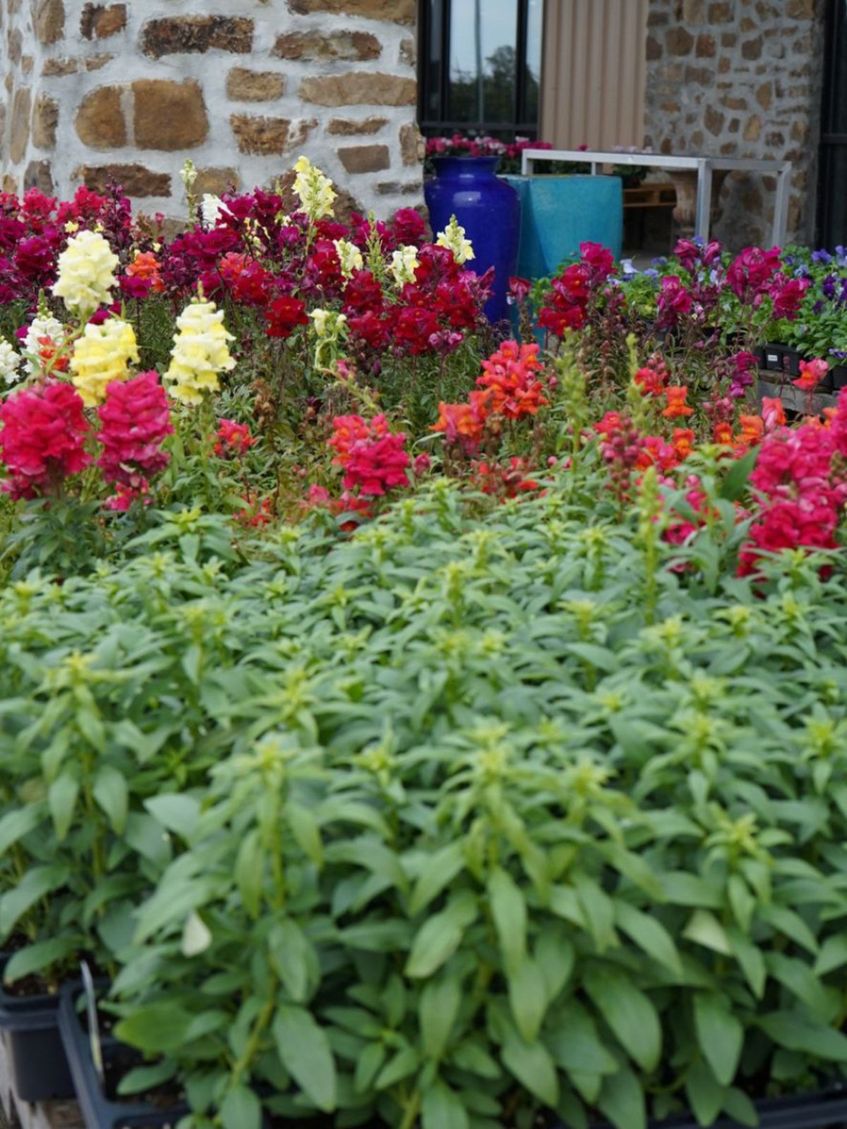 altura planta boca de dragon