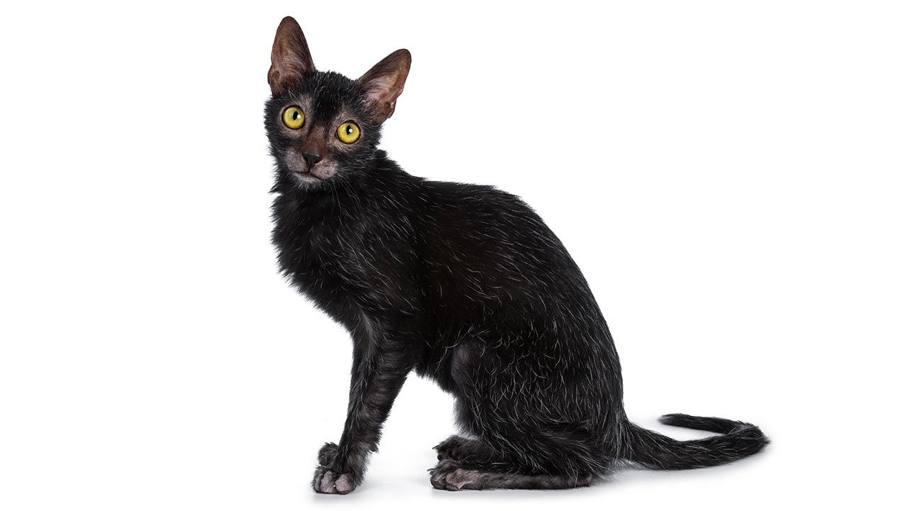 lykoi gato lobo 5