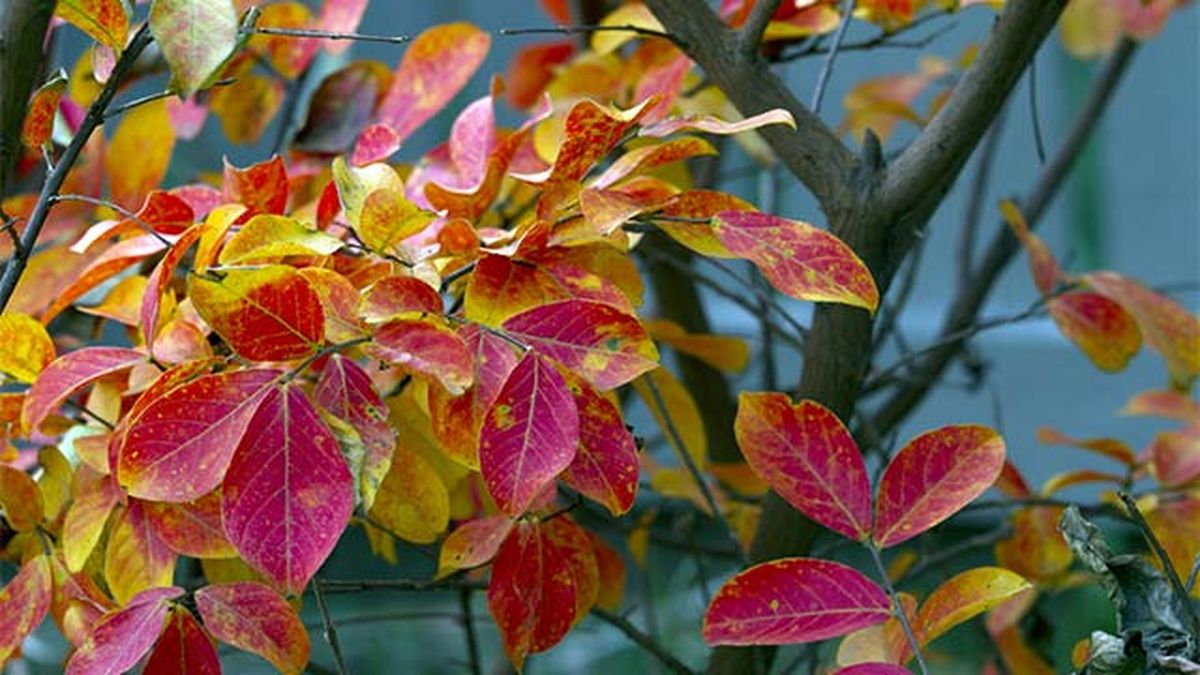 hojas de arbol de jupiter arbol precioso otono