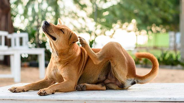 4 remedios caseros para la piel de las mascotas dermatitis rascar