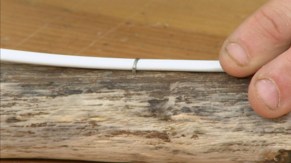 Lámpara silvestre paso 10