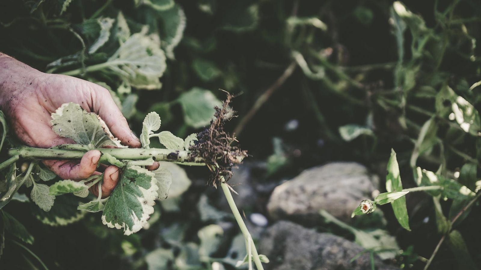 brico jardin 1003 esquejes otonales xl