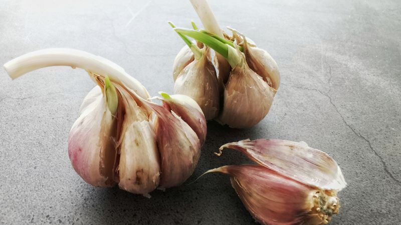 Ajos germinados