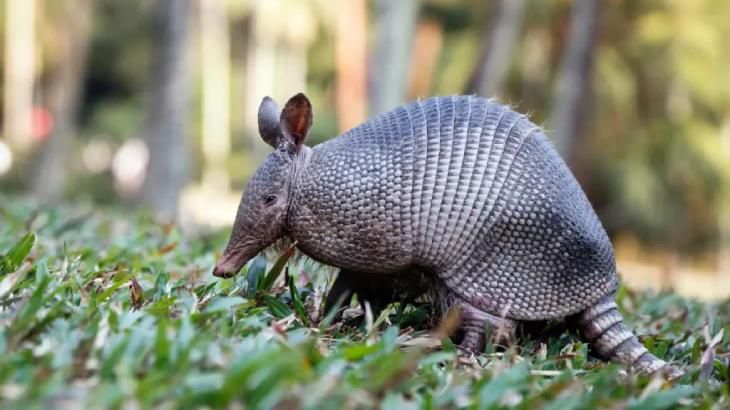 animales que empiezan por x xenartros