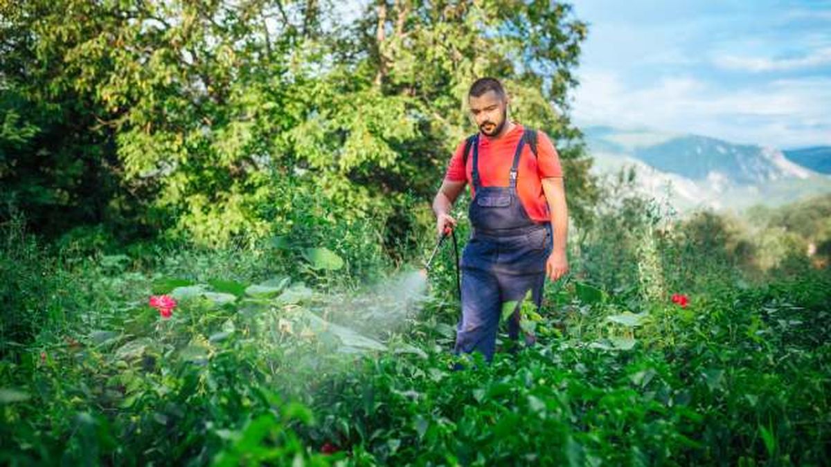 hombre pulverizando sulfato de cobre sobre cultivo