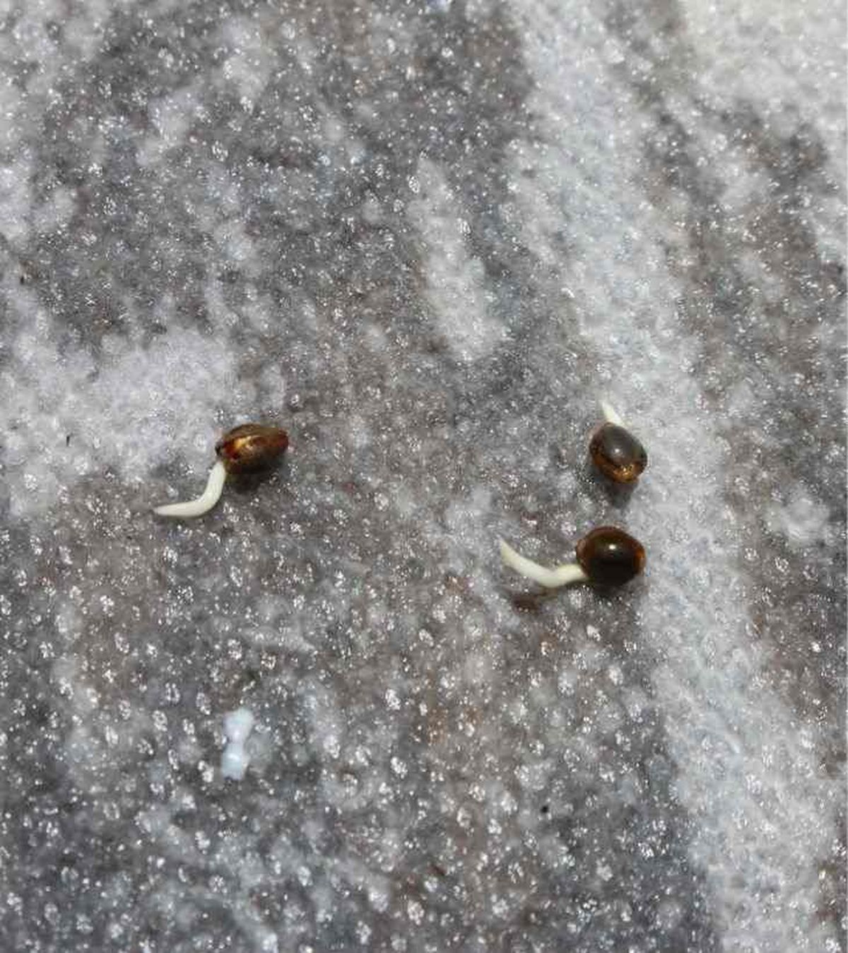 semillas chirimoya a remojo