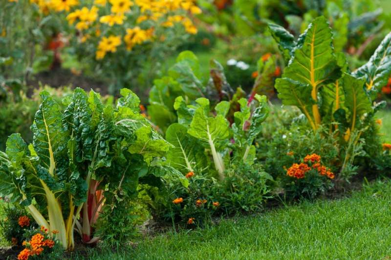 La acelga es una planta ornamental y culinaria muy interesante