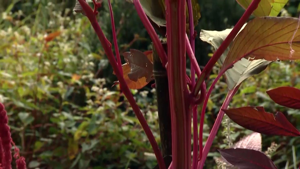 713 jardineria amaranto tallo rigido