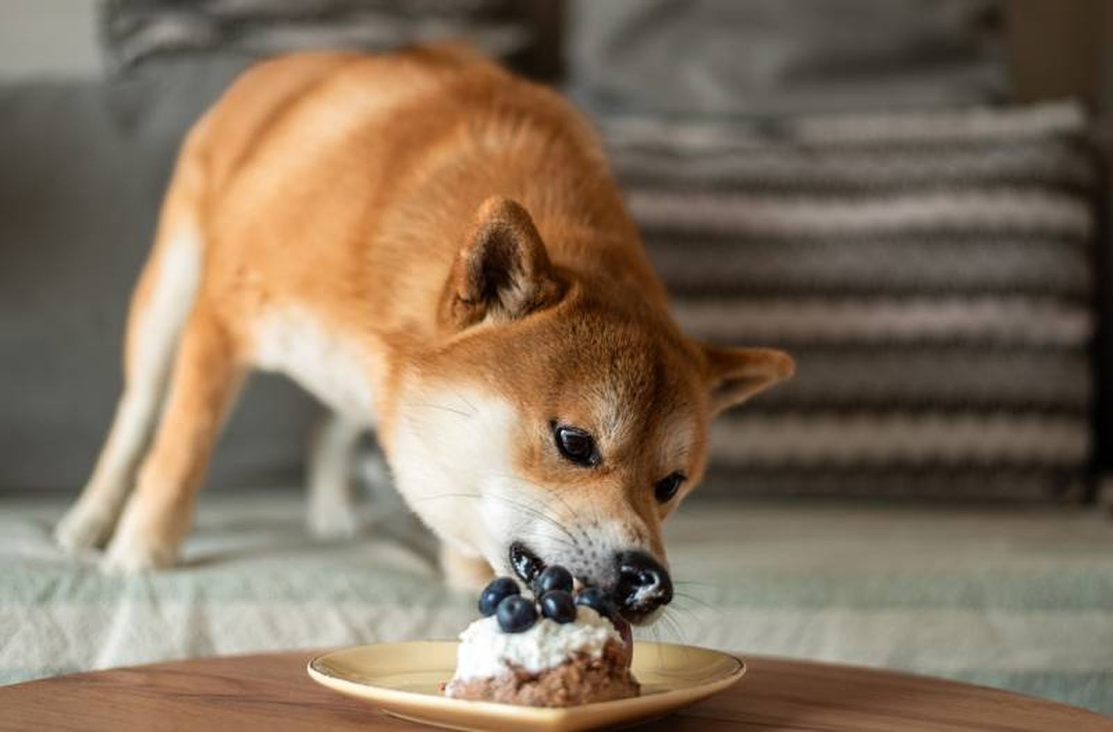 Introduce los arándanos gradualmente en la dieta de tu mascota.