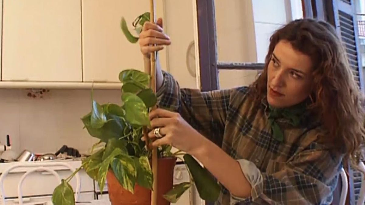 brico 031 construir tutor guia para las plantas paso 1