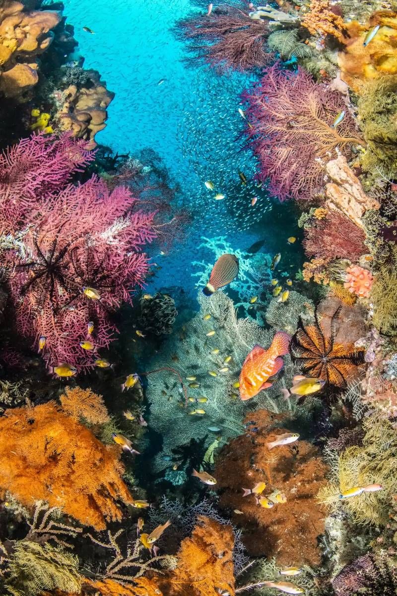 la biodiversidad marina en todo su esplendor..