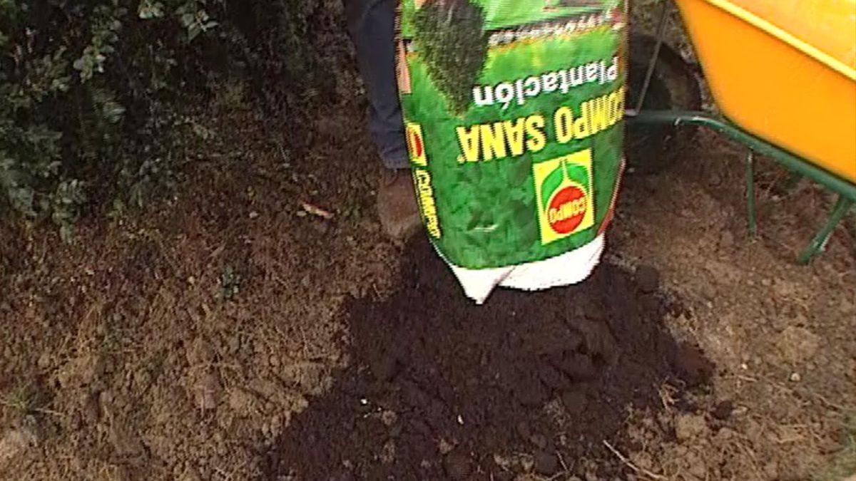 Brico jardin 320 variedades de cornejos paso 2