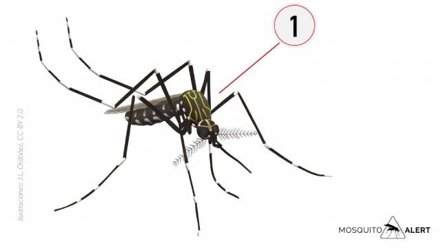 mosquitos transmisores de enfermedades mosquito Corea