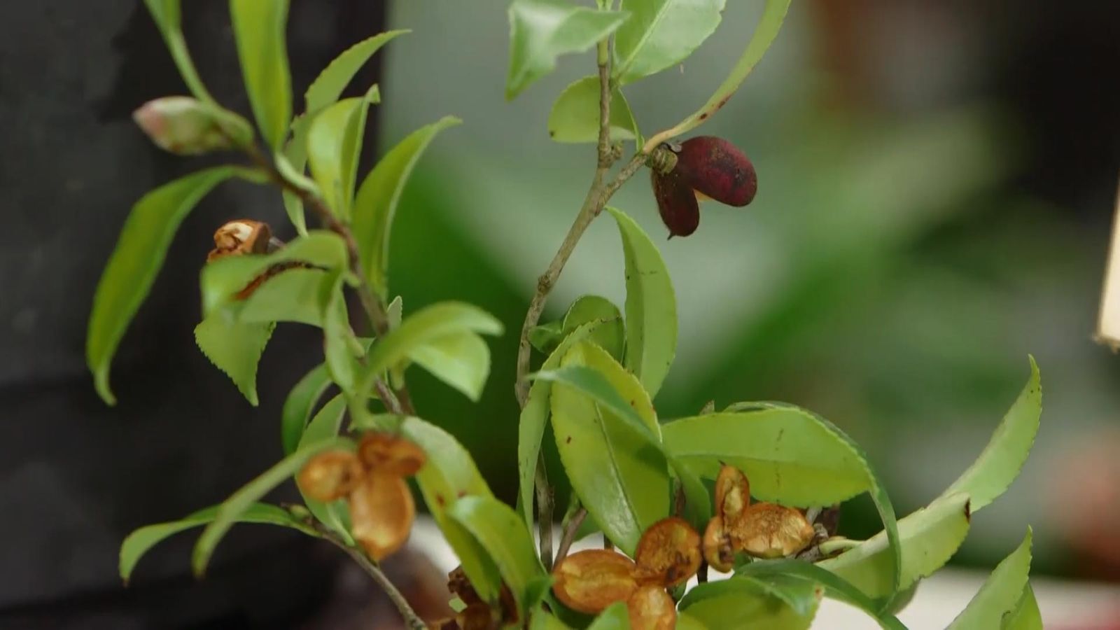 968 caracteristicas camelia sasanqua frutos