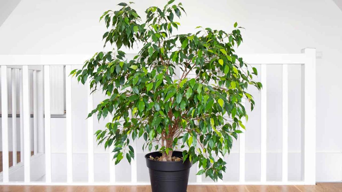 razones ficus benjamina se le caen las hojas