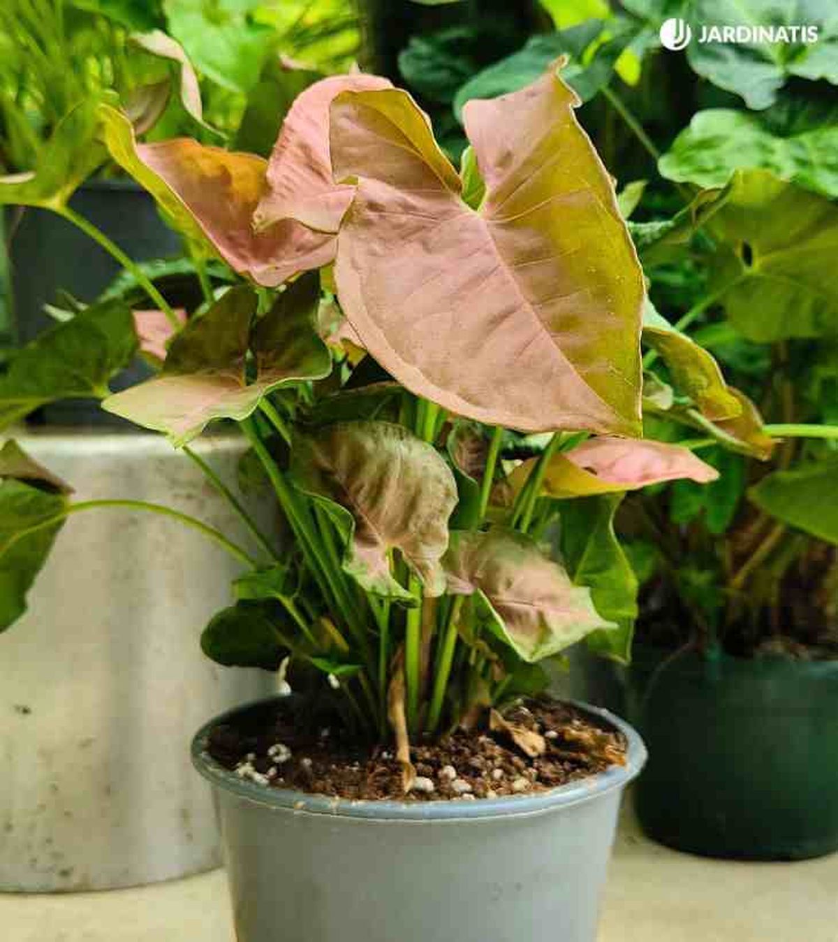 singonio rosado jardinatis 24 51