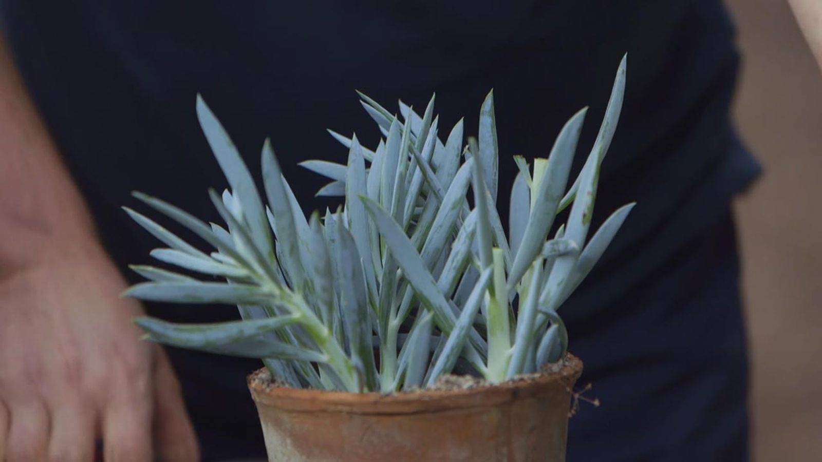 brico 1013 jardin esquejar senecio azul sustrato