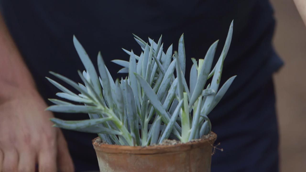 brico 1013 jardin esquejar senecio azul sustrato