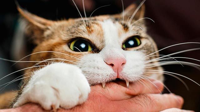 rabia felina 1