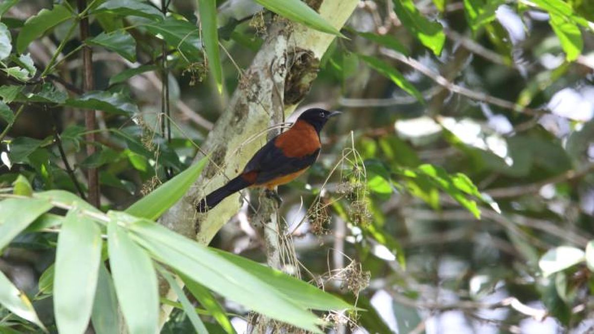 El pitohuí bicolor es un ave exótica y venenosa
