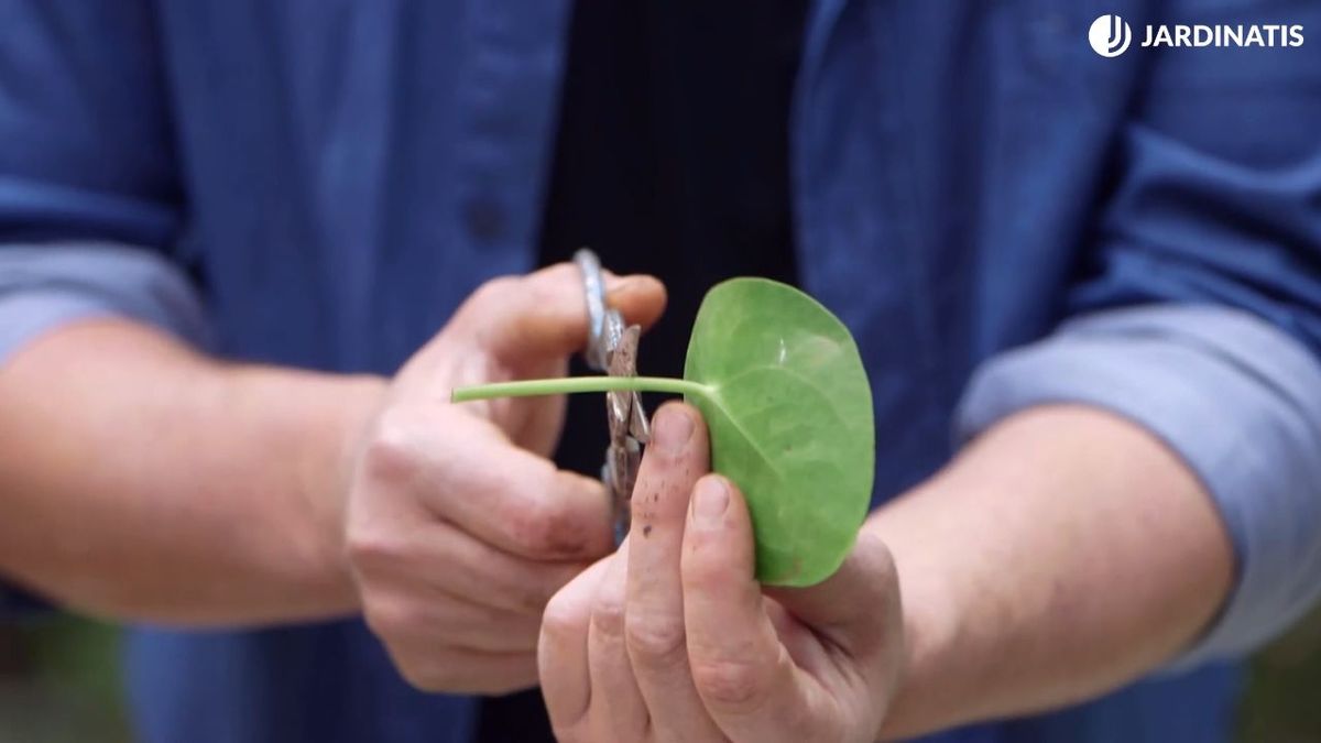 Reproducir plantas por esquejes de hoja