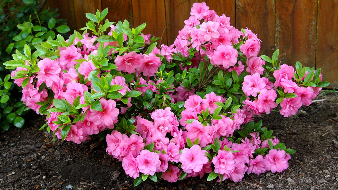 trasplante de azaleas en el jardin