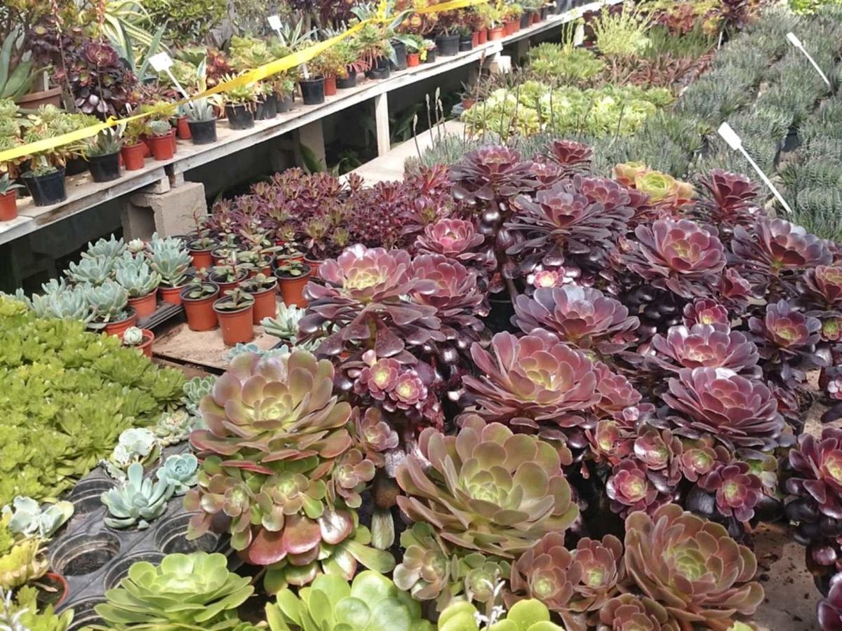 Variedades de suculentas.