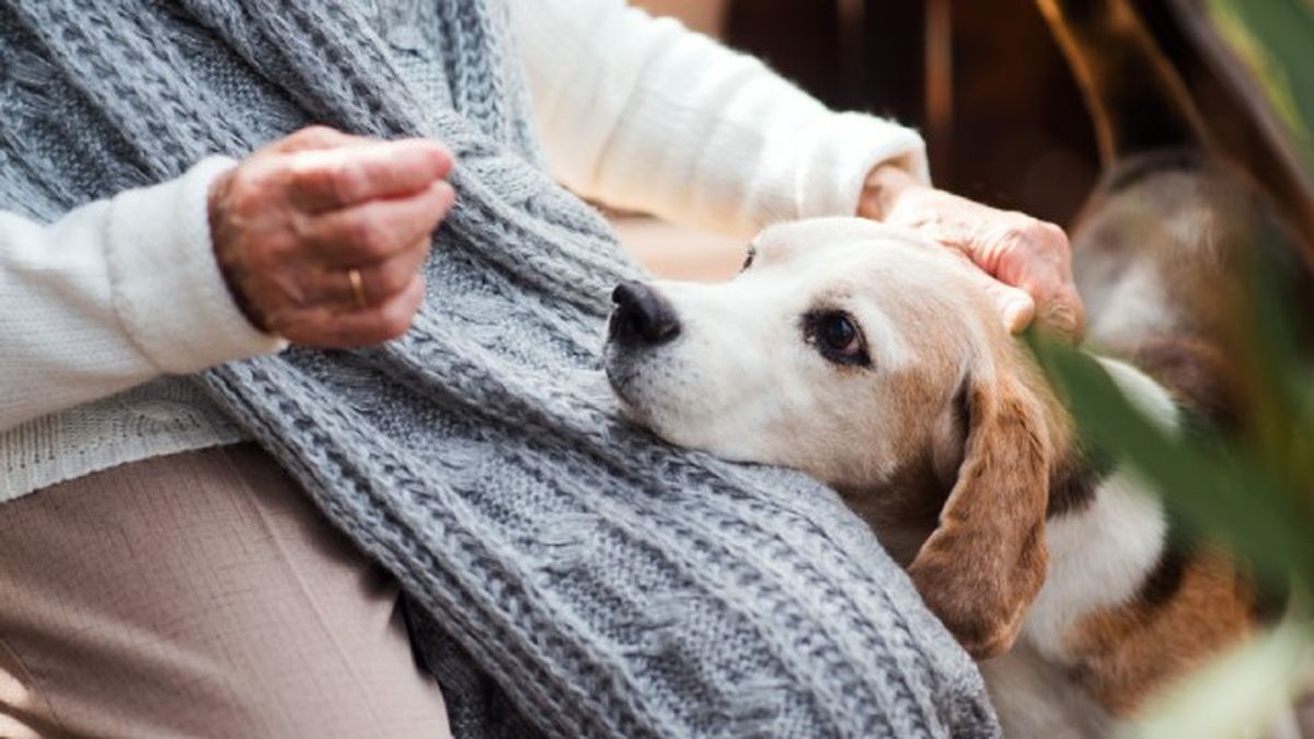 cataratas en perros 4