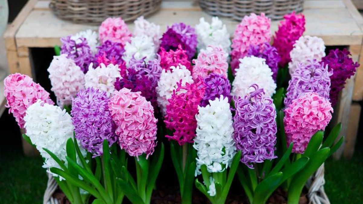 Hyacinthus.
