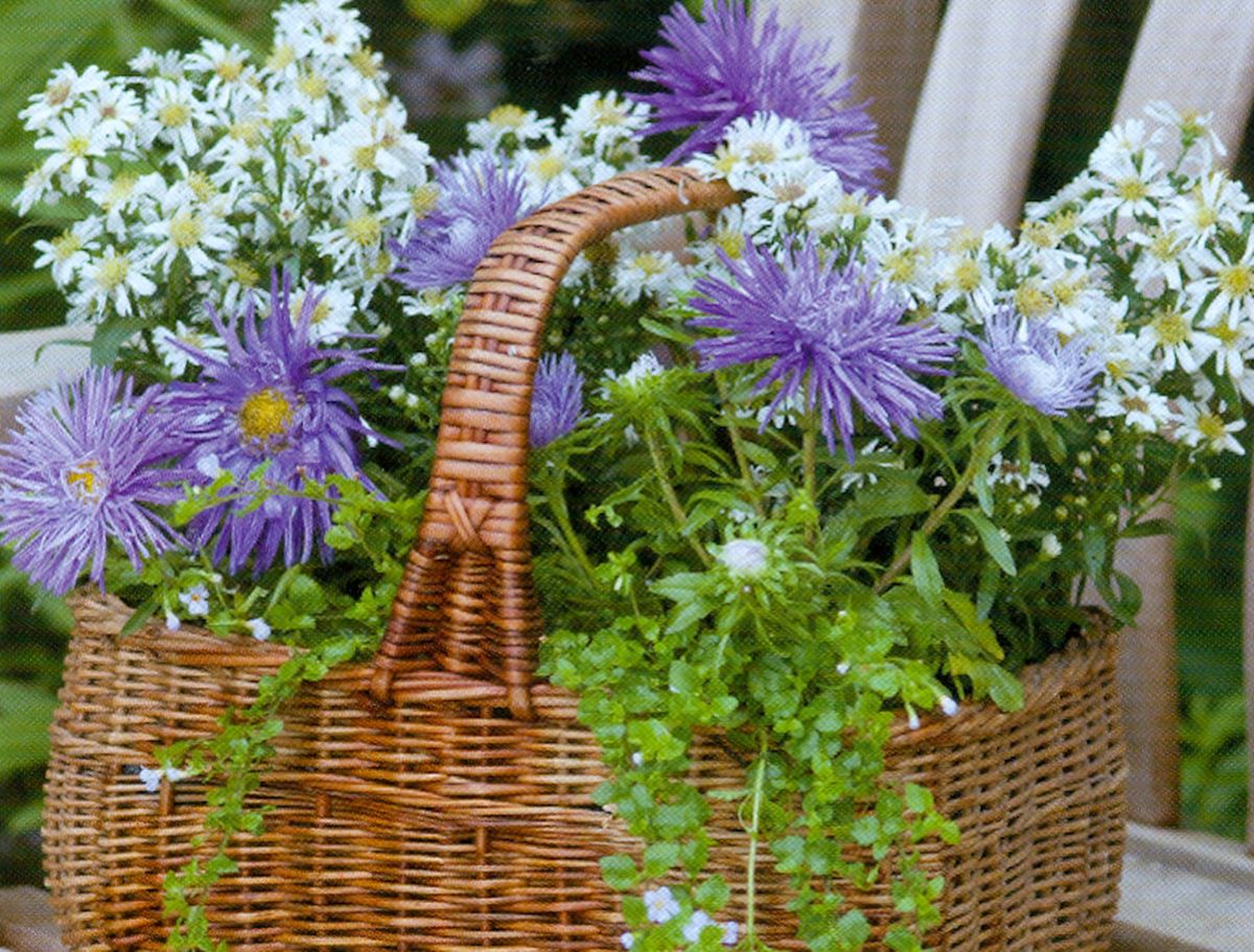 Margaritas de otoño