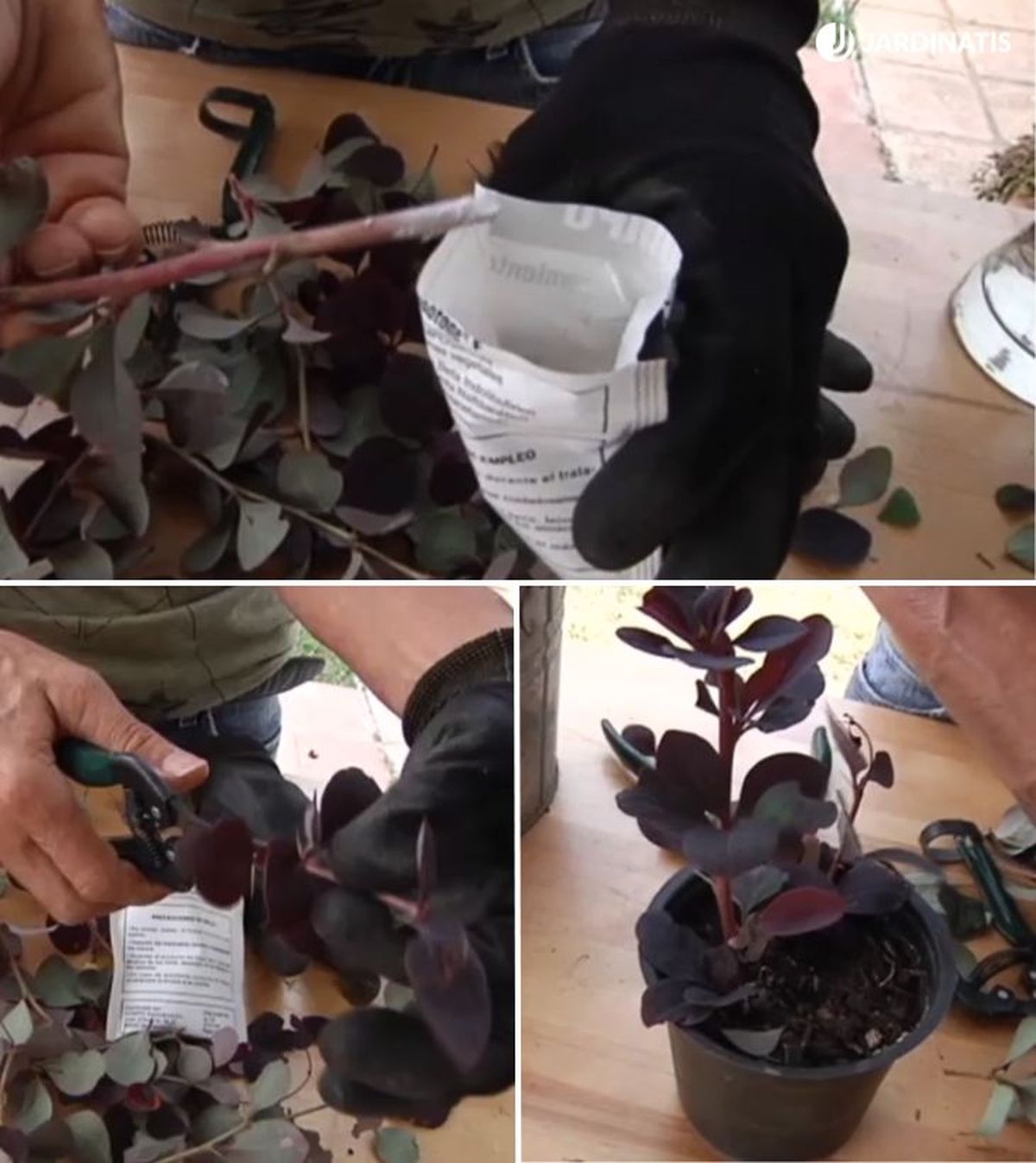 reproduccion berberis agracejo rojo ROJA0025